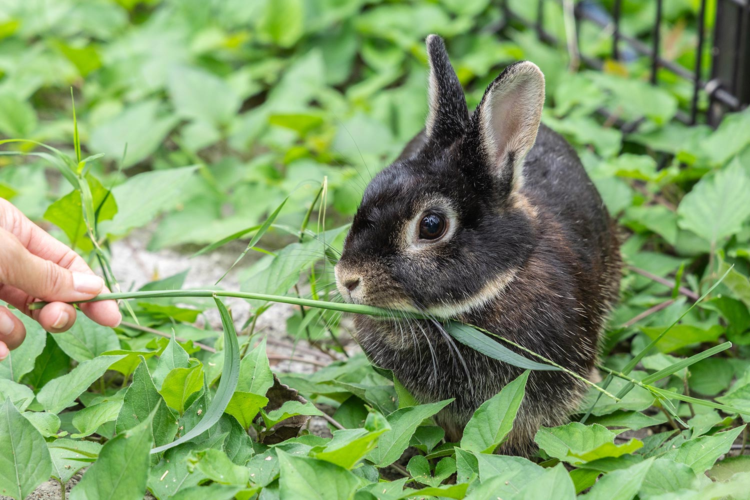 グランアイラの動物エリアにいるうさぎ