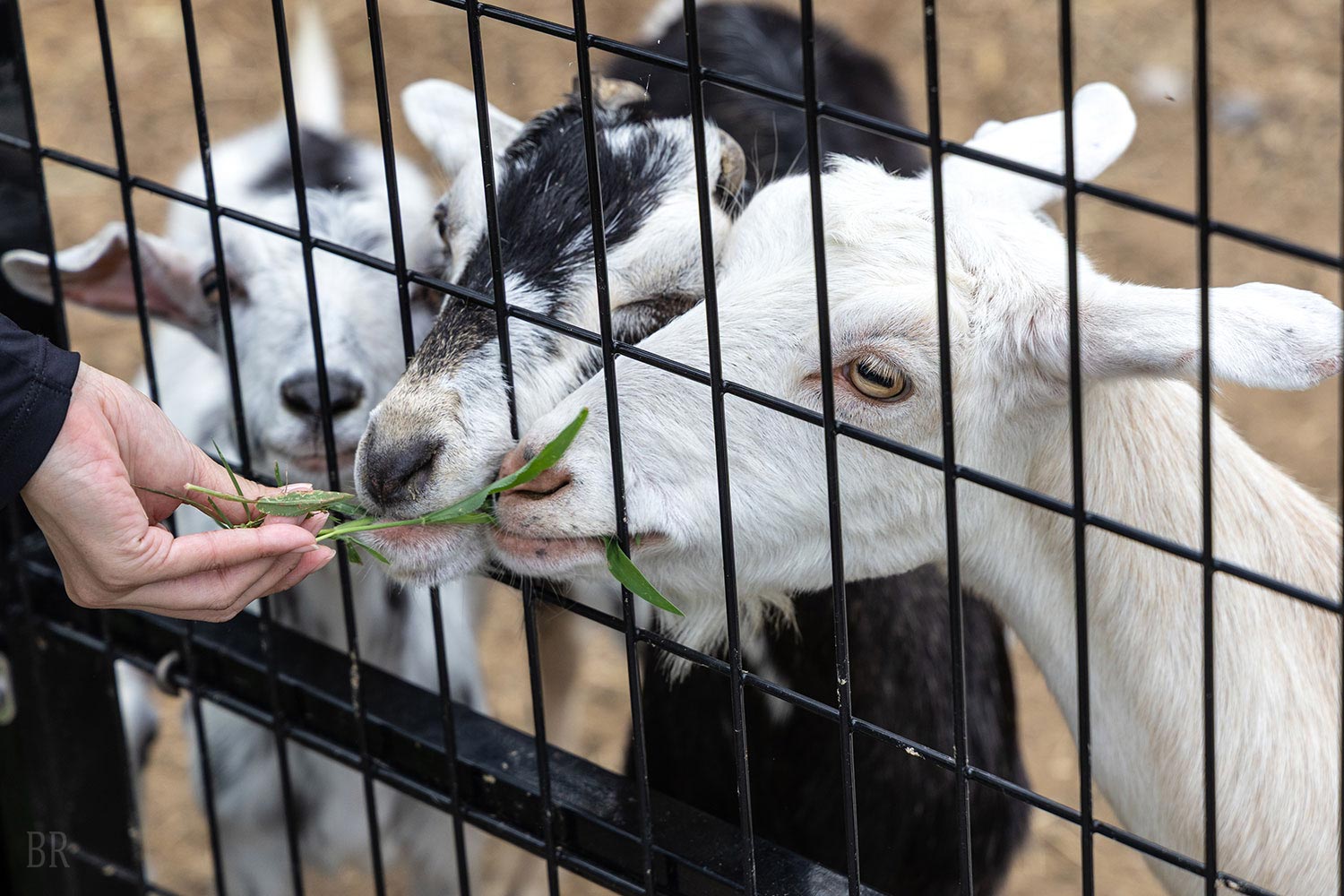 グランアイラの動物エリアにいる子ヤギたち